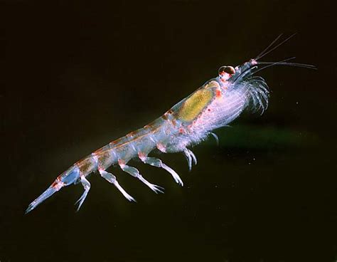 krill fish|Krill – Behavior, Diet, and Life Cycle .